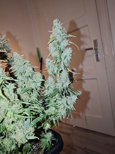 MVIMG_20251204_200308