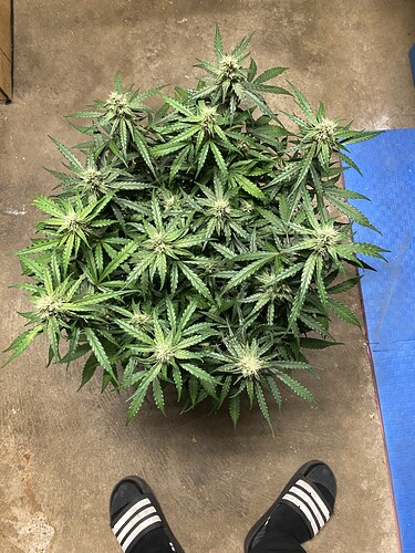 Growreport Bild 32