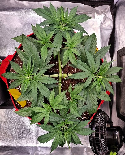 Growreport Bild 33