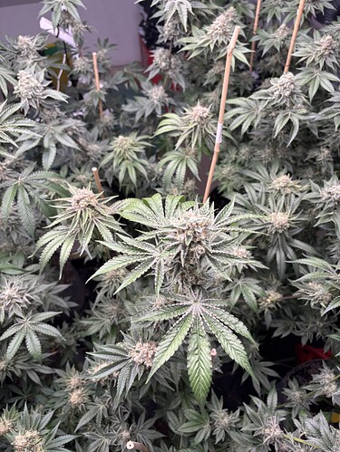 Growreport Bild 8
