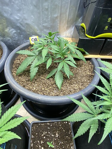 Growreport Bild 60