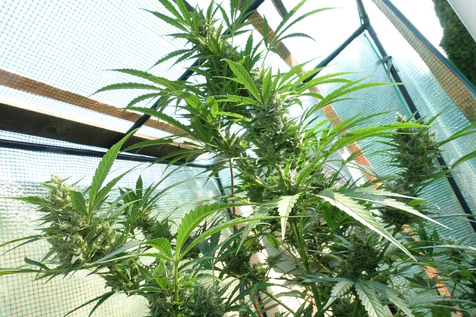Growreport Bild 9