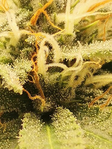Growreport Bild 11