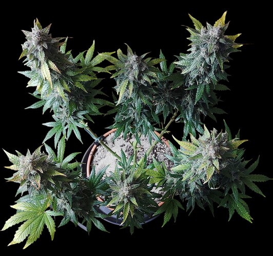 Growreport Bild 48