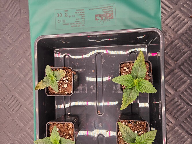 Growreport Bild 34