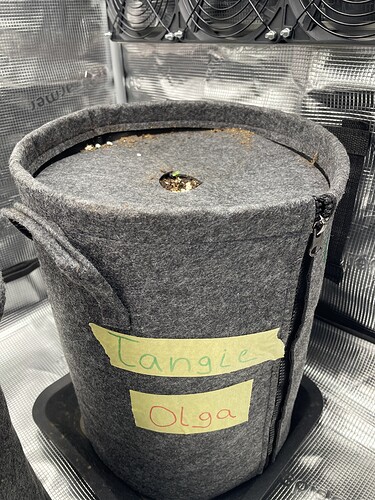 Ein einzelner Keimling wächst aus einem grauen Stofftopf, auf dem mit Klebeband "Tangie" und "Olga" beschriftet ist.