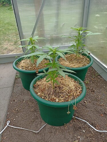 Growreport Bild 6