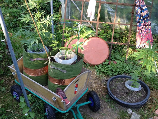 Growreport Bild 2