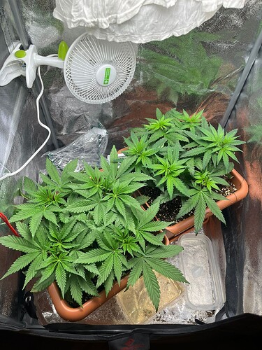 Growreport Bild 1