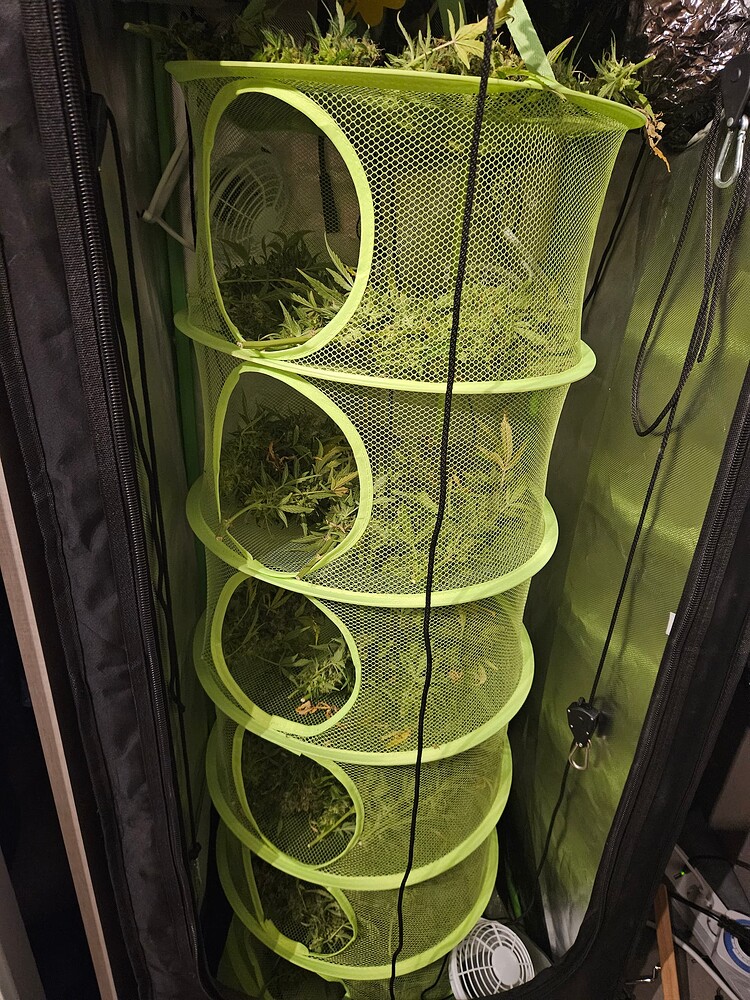 Strawberry Haze Auto - 50x50x140 - Mars Hydro TS 1000 -150 Watt Erde Scrog