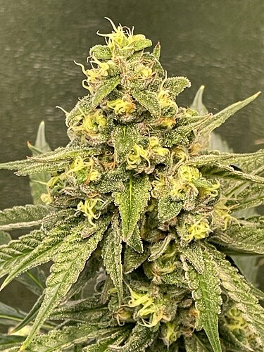Growreport Bild 58