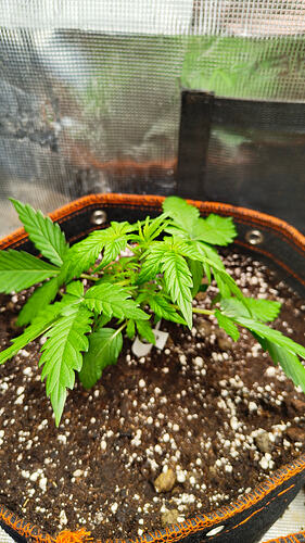 Growreport Bild 5