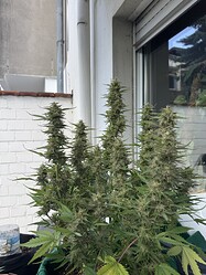 Growreport Bild 7