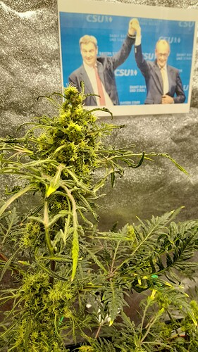 Growreport Bild 3