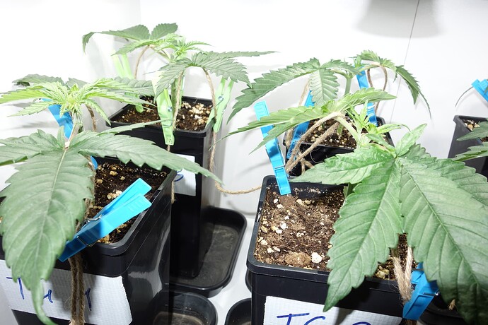 Growreport Bild 3