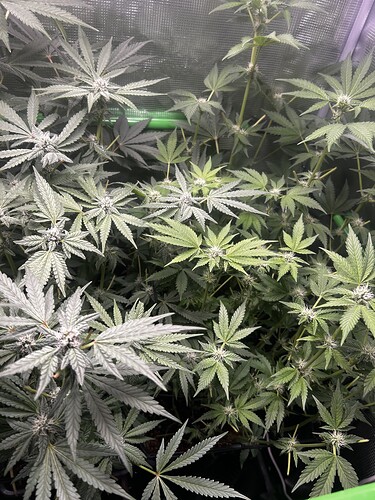 Growreport Bild 43