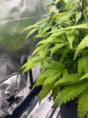 Growreport Bild 5