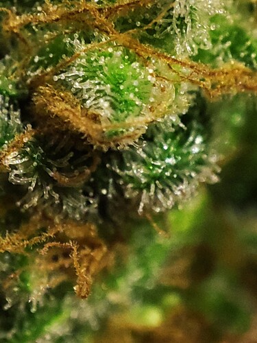 Growreport Bild 34