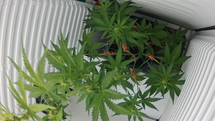 7CF17E62EEF6_20250603131507922_cam0