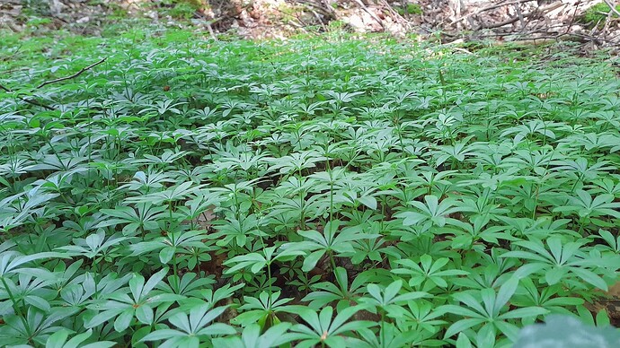 Growreport Bild 2