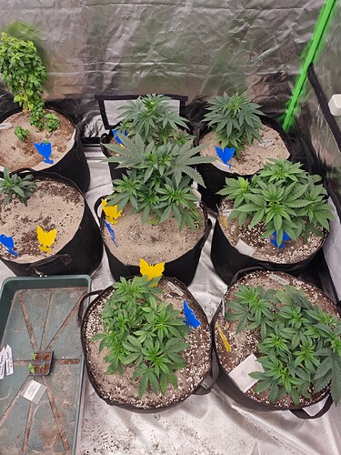 Growreport Bild 22