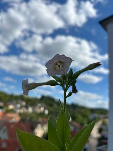 Growreport Bild 21