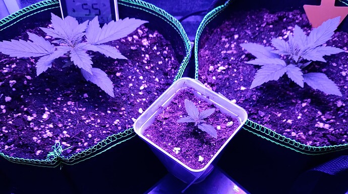Growreport Bild 4