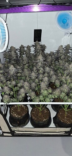 Growreport Bild 17