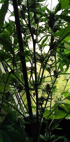 Growreport Bild 7