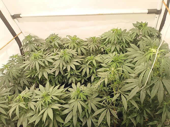Growreport Bild 8