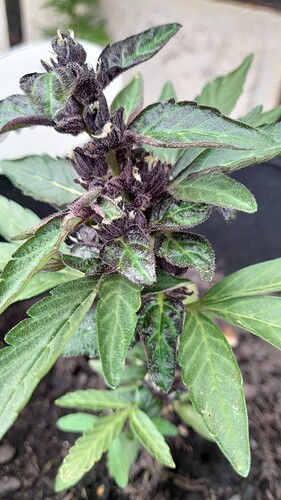 Growreport Bild 4