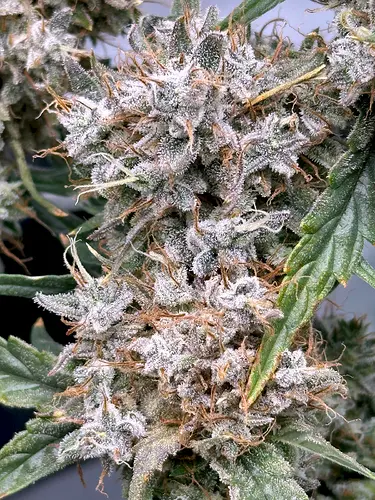 Growreport Bild 6