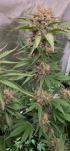 Growreport Bild 77