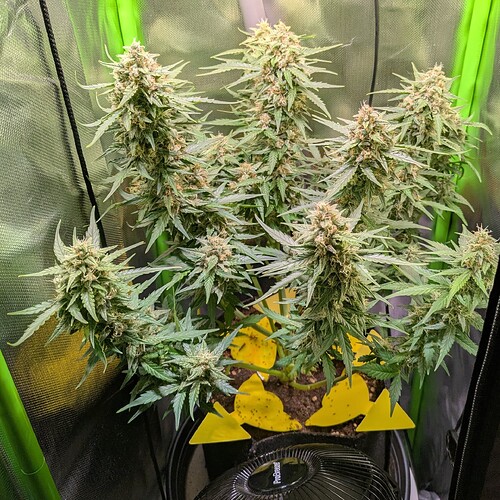 Growreport Bild 52