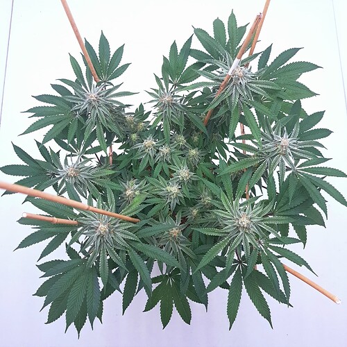 Growreport Bild 16