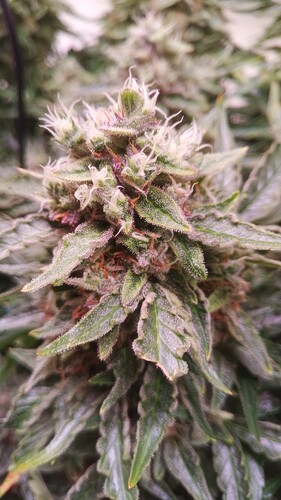 Growreport Bild 27