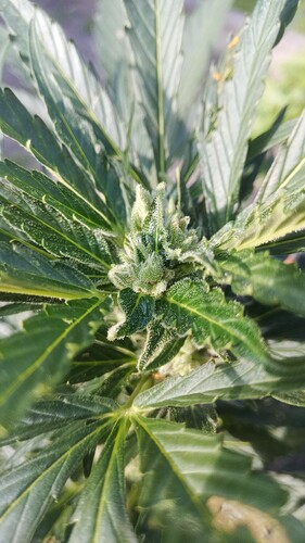 Growreport Bild 20
