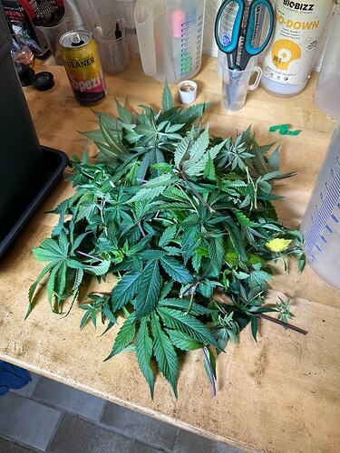 Growreport Bild 46