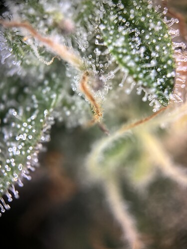Growreport Bild 36