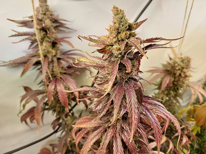 Growreport Bild 21
