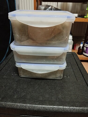 IMG_20241105_204602 - Kopie