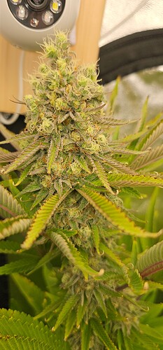Growreport Bild 11