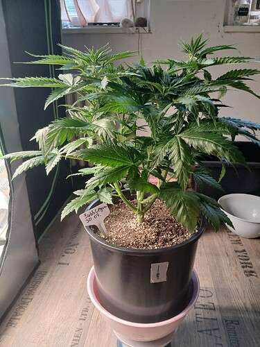 Growreport Bild 1