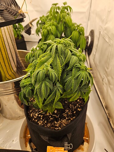 Growreport Bild 3