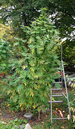 Grow25_1014b_3