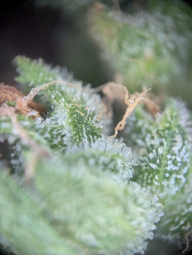 Growreport Bild 3