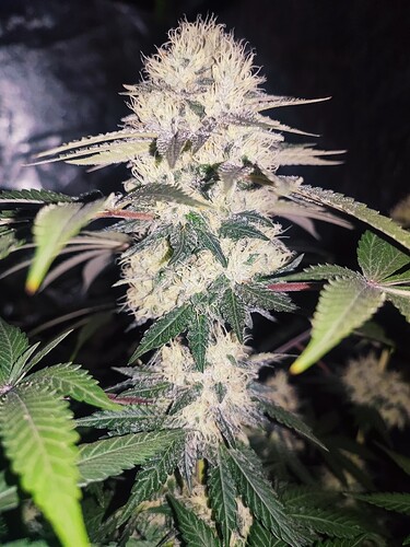 Growreport Bild 54