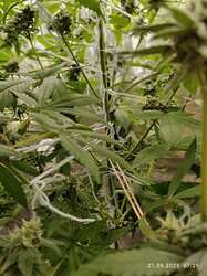 gebunden mitte rechts