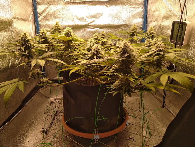 Growreport Bild 2
