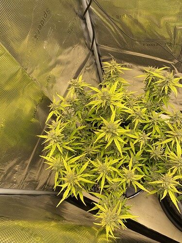 Growreport Bild 16